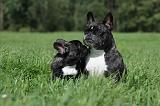 BOULEDOGUE FRANCAIS 674